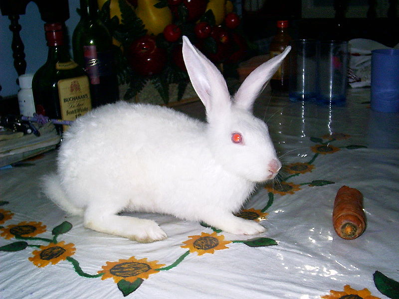 albino dwarf rabbit